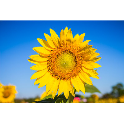 " Sunflower In Garden " by Releon8211