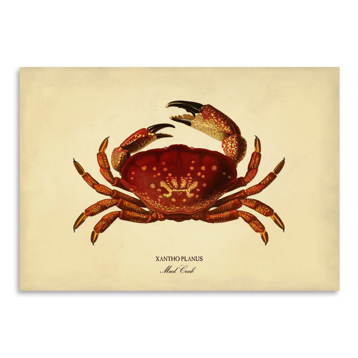 House of Hampton Mud Crab by Coastal Print & Design - Poster Art Print ...