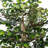 4' Mini Everyday Bush-1064418676