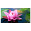 «Large Lotus Flower in the Pond», reproduction de photo sur toile tendue encadrée-63674985-63674983