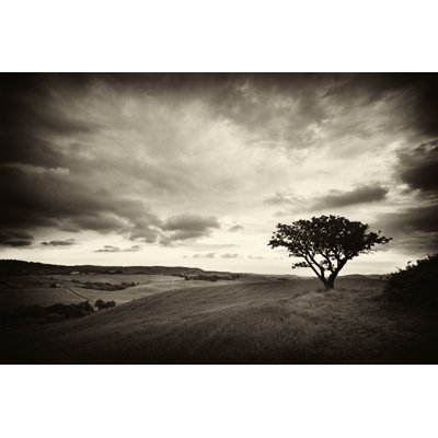 Lonely Tree by Alle12