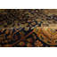Wool Oriental Indoor Rug