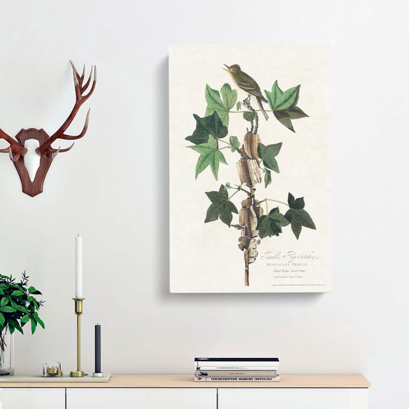 Traills Flycatcher Bird by John Audubon - Wrapped Canvas Painting, 76cm H x 50cm W x 3cm D