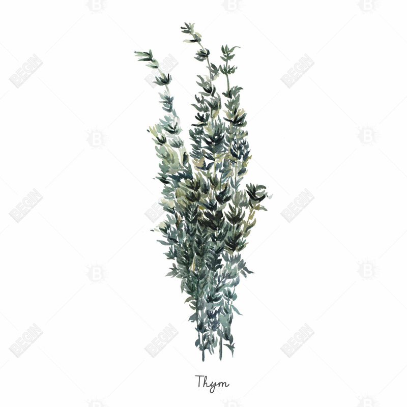 " Thyme Leaves Bundle - Fr "