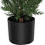 Plant-172672097-172672111