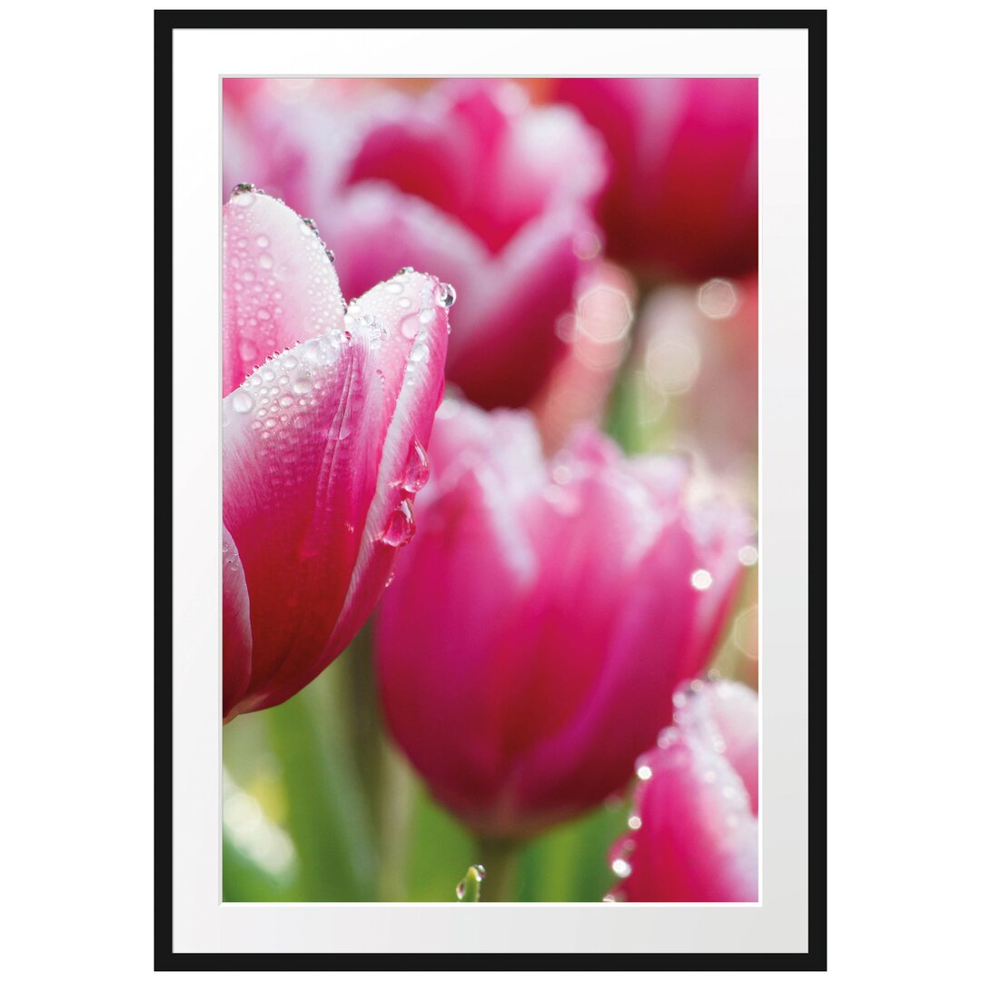 Gerahmtes Poster Tulpen mit Morgentau