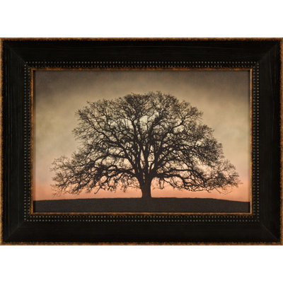 Majestic Oak Framed Photographic Print