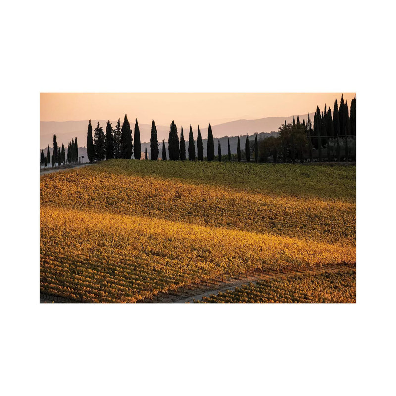 Italy, Tuscany, Vineyard, Late Light by George Theodore - Wrapped Canvas Print, 20.32 cm H x 30.48 cm W