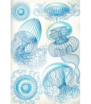 « jelly fish » par ernst haeckel-impression d’art graphique