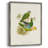 Lime&CeruleanParrotsI Framed Print - Solid Wood 2768855-1025405823