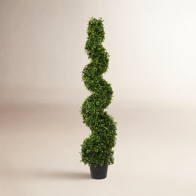 Boxwood Topiary in Pot