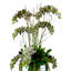 5.25' Orchid and Cactus Arranged in Fiberstone Planter