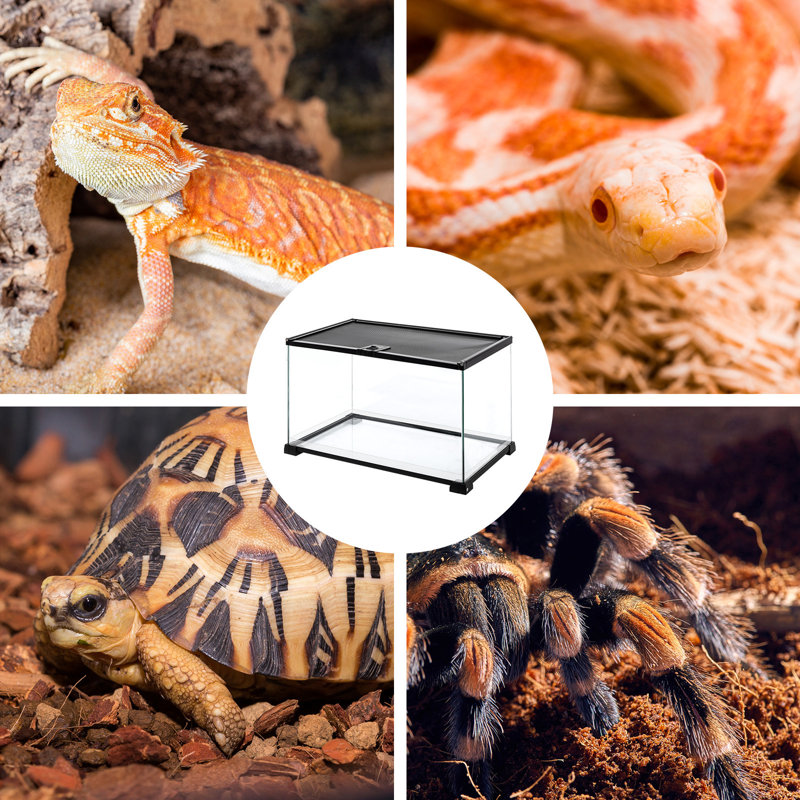 20'' x 12'' x 14'' Reptile Terrarium