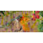 Parvez Taj - Wrapped Canvas Print-16673788