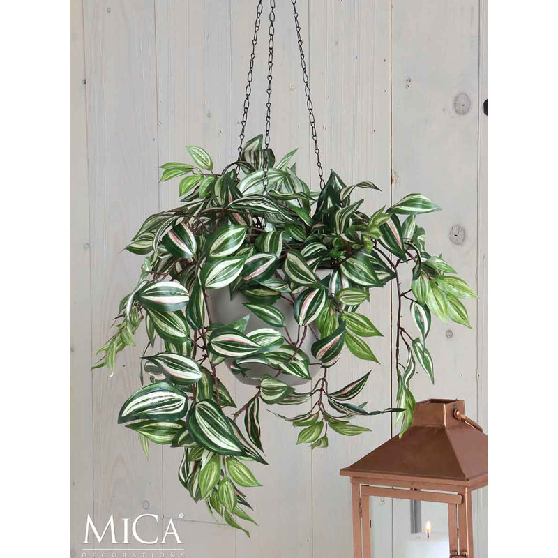 Tradescantia 15cm Plant