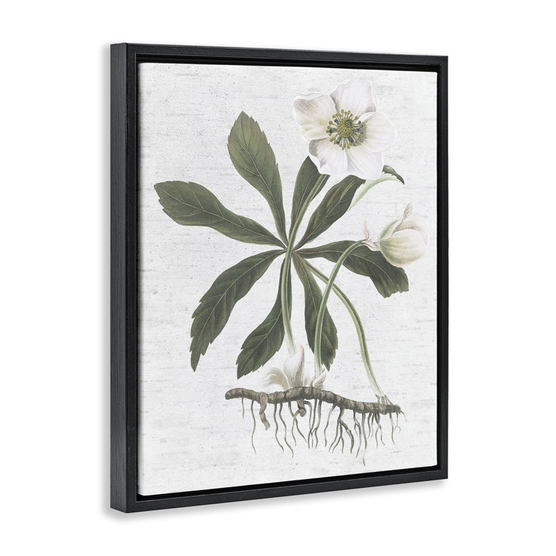 «Magnolia Flower Study Brown», art mural encadré flottant par lettres et lignes, Cadre flottant noir de jais