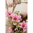 82" Pink Magnolia Flowering Tree in Pot
