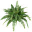 Fern Plant-25768687