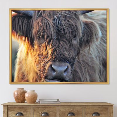 «Scottish Cow On Moorland III» - photographie sur toile