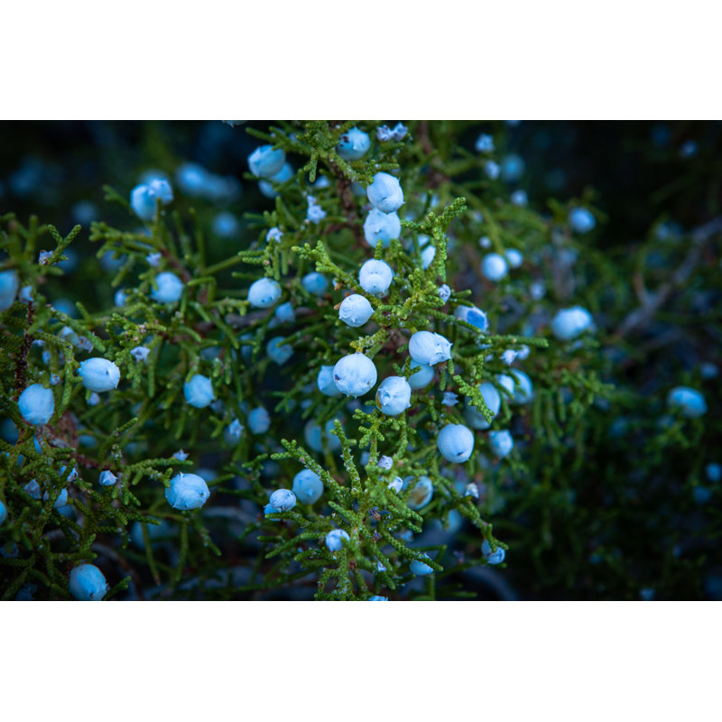 Juniperus Californica (California Juniper) by GaryKavanagh - Wrapped Canvas Print, 30cm H x 46cm W