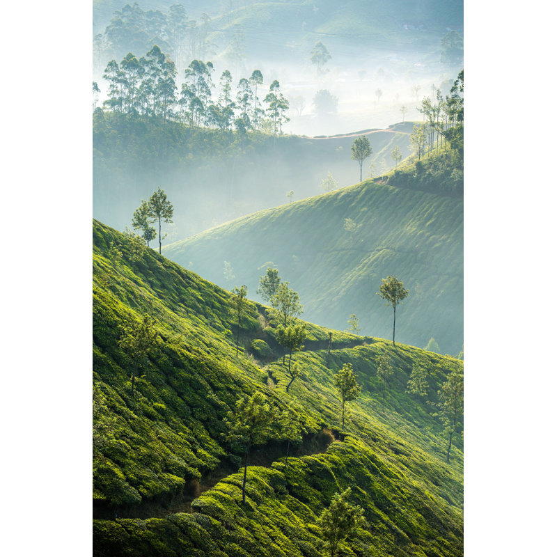 Tea Plantations in Munnar - Photographie sur toile tendue, H 30 po x l 20 po