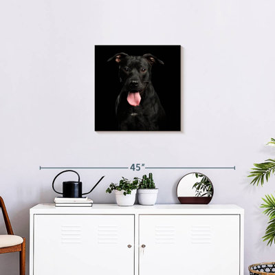 Crowle Black Pit Bull Terrier Dog