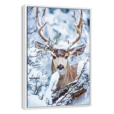 Winter Mule Deer