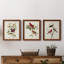 Pl 354 Louisiana Tanager - Ensemble de 3 peintures sur toile encadrées-384900199-384900185