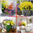 Mixed Assortment Arrangement-1616388577