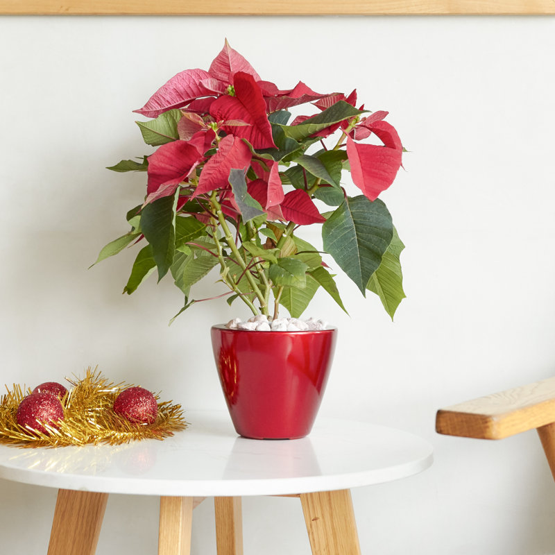 Ensemble de 2 pots à fleurs avec réservoir pour l'intérieur et l'extérieur - Rouge - Cône rond, Red