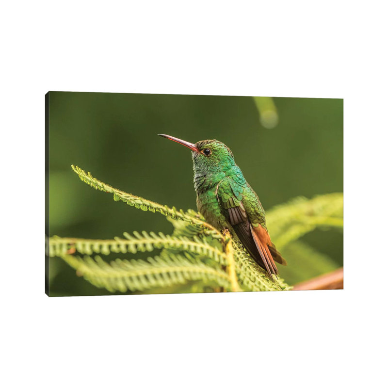 Costa Rica, Sarapique River Valley. Rufous-Tailed Hummingbird On Fern. by Jaynes Gallery - Wrapped Canvas Print
