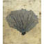 Sea Fan Print by Sarah Atkinson-26931729-26931736