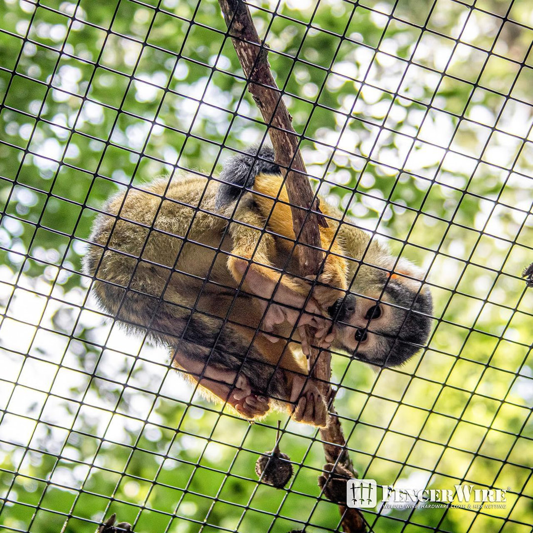 Fencer Wire 19 Gauge Black Vinyl Coated Hardware Cloth, Welded Wire Fence Rolls, Mesh 1/2" X 1/2" Fencer Wire 