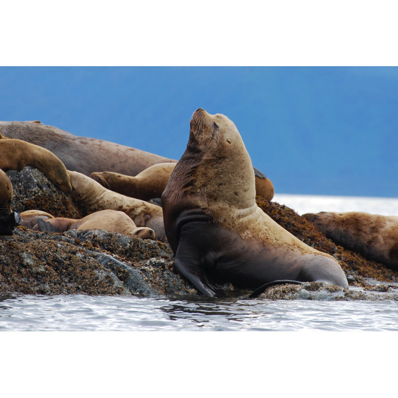 Steller Sea Lion by NNehring - Wrapped Canvas Print, 20cm H x 30cm W x 3.8cm D