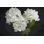 " Dramatic Hydrangeas "