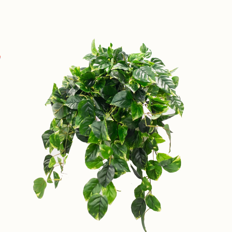Plante à feuillage double pothos en panier