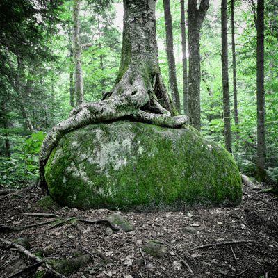 Aldegonde " Tree Growing On Rock "