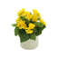 Begonia Floral Arrangement-1560274428-1520998629