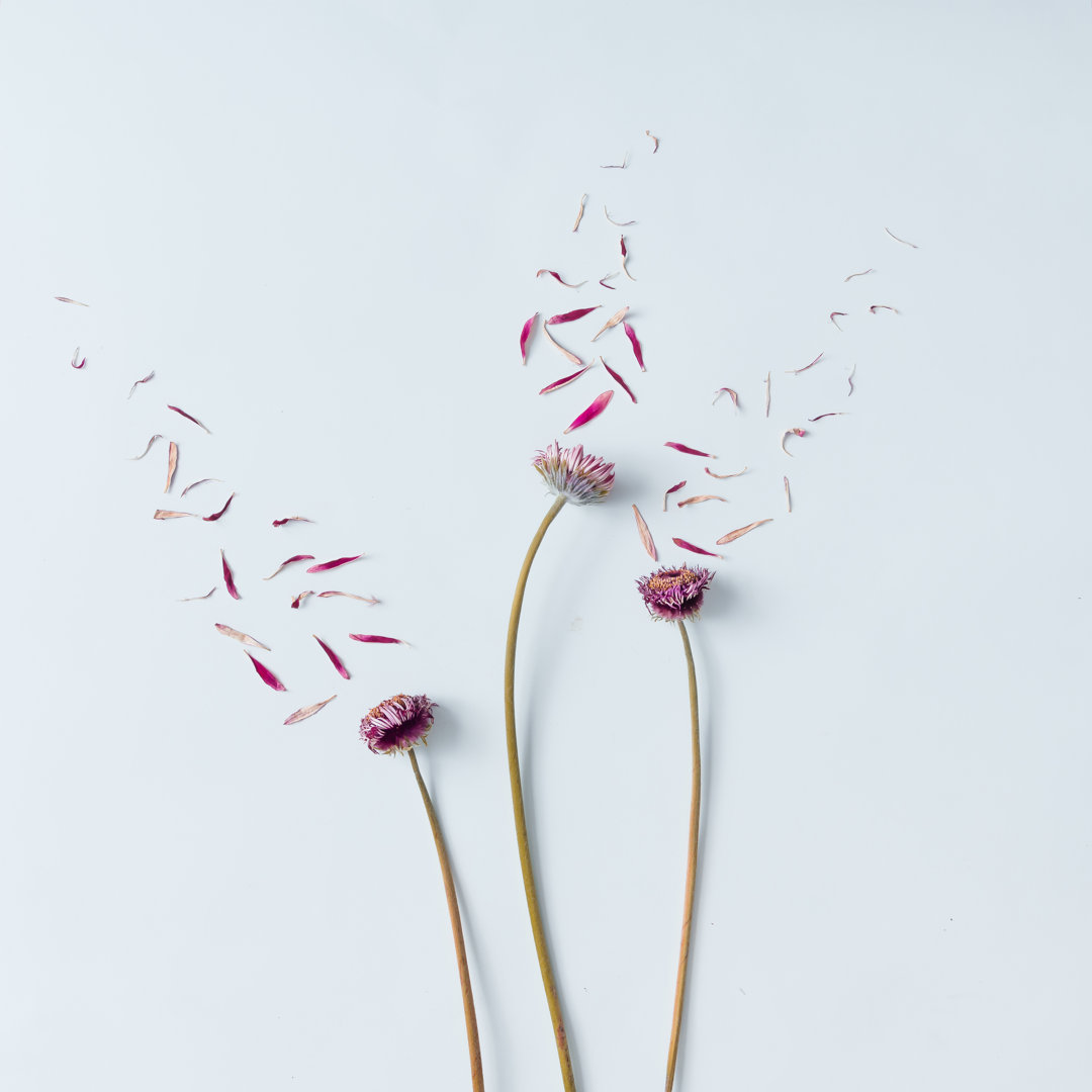 Drei Blumen mit abgeblasenen Blütenblättern von Ivan101 - Foto auf Leinwand