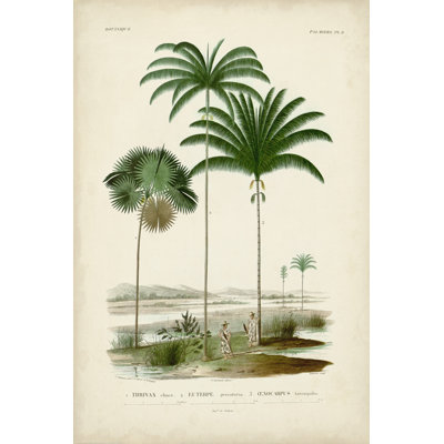 Antique Palm Collection IV by M. Charles D'Orbigny - Wrapped Canvas Print