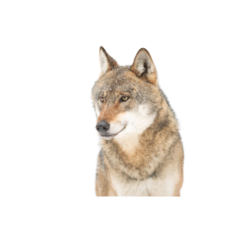 Wolf by Antagain, 24" H x 36" W