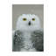 Toile «Snowy Owl» par Carrie Ann Grippo-Pike-617689681