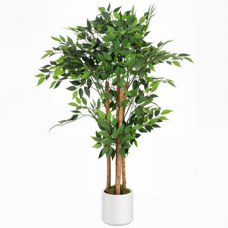 Plant, 120 cm x 55 cm