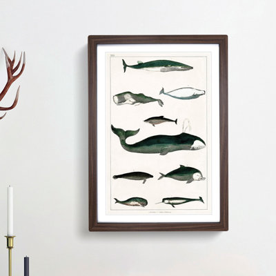 Various Whales XXX by Oliver Goldsmith - Picture Frame Painting Print