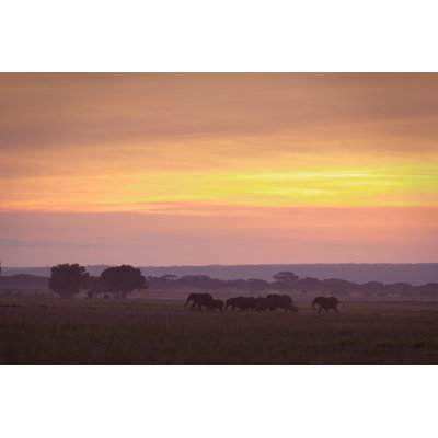Elephants At Dawn - Wrapped Canvas Print