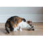 Bol pour chat Nova