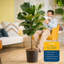 Fiddle Leaf Fig in Nursery Pot