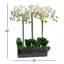 Orchid Stem in Glass Vase