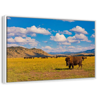 Bison dans le parc national