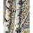 Budding White Birches - Office Seasons Framed Print Decor